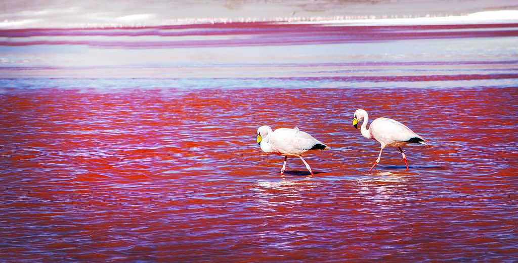 Due fenicotteri di James nella Laguna Colorada nelle Ande boliviane