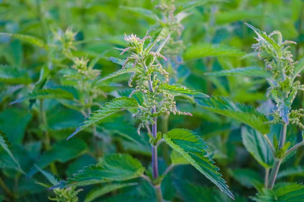 Urtica dioica, sfondo di ortiche comuni o pungenti.  Ortiche verdi fresche in primavera, medicina alternativa, erba sana
