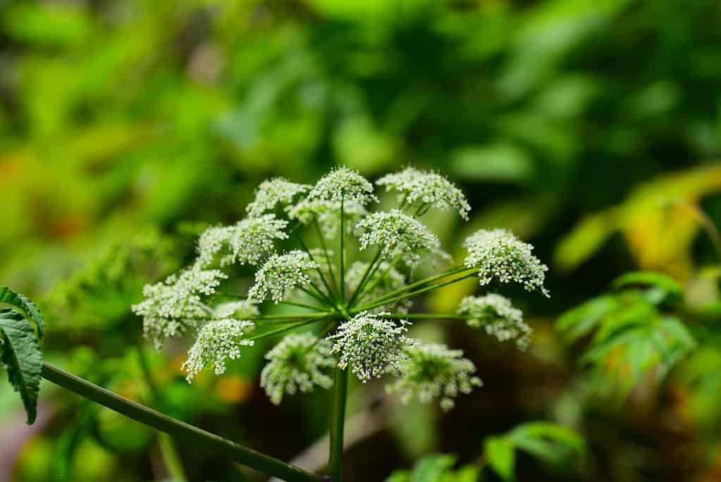 Close up di acqua la cicuta (Cicuta maculata).  Ogni capolino è composto da grappoli di piccoli fiori bianchi a cinque petali.  Foto scattata sul fiume Silver a Ocala, in Florida.  Nikon D750 con obiettivo macro Nikon 200 mm