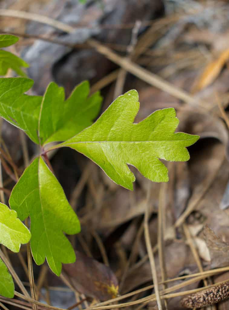 Primo piano di quercia velenosa selvatica - TOXICODENDRON PUBESCENS - conosciuta anche come quercia velenosa atlantica, edera di foglie di quercia o edera velenosa di foglie di quercia, è un arbusto eretto a crescita bassa