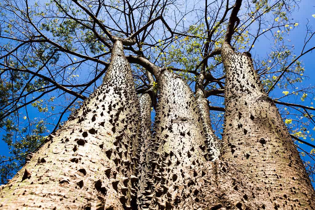 L'albero sandbox è un albero perenne appartenente alla famiglia delle Euphorbiaceae, originario delle foreste tropicali delle Americhe, inclusa la Foresta Amazzonica.