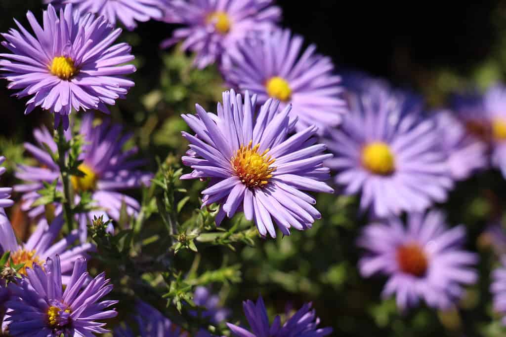 fiori da piantare a maggio
