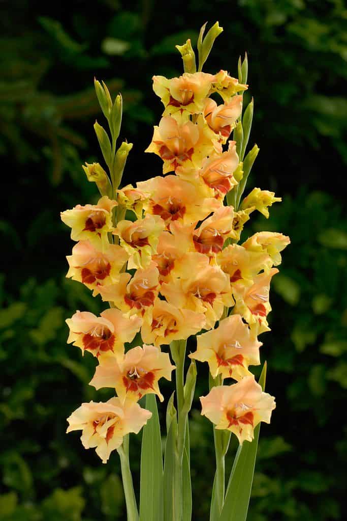 Gladiolo 'Safari'