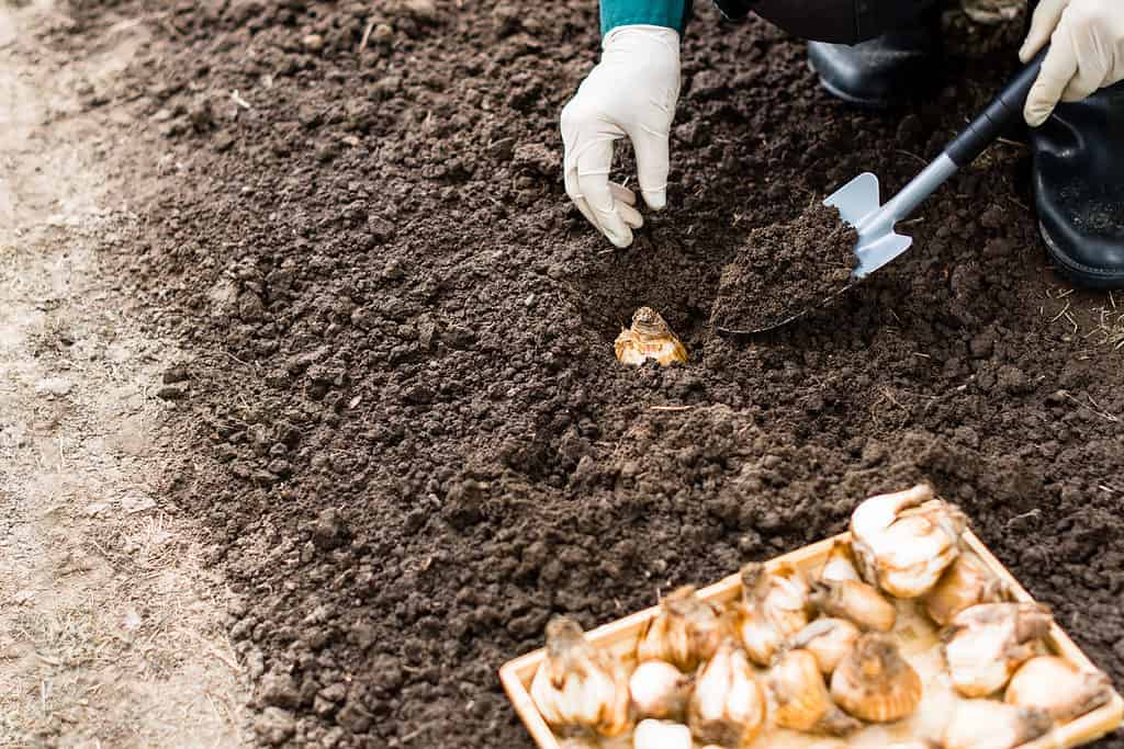 Piantare bulbi di narcisi