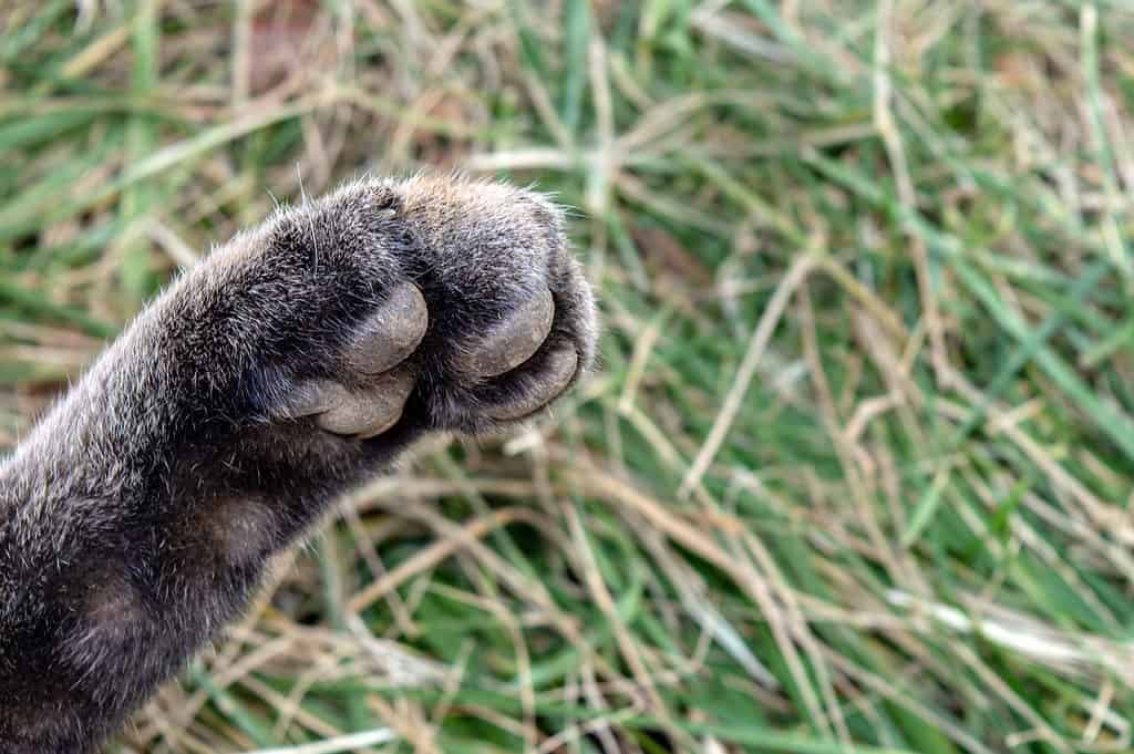 Una zampa di gatto selvatico