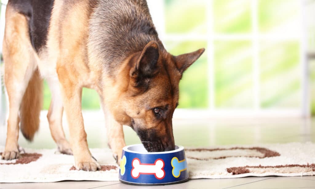 Cibo per cani in scatola Victor