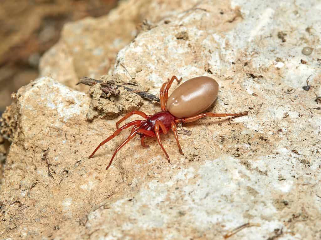 Ragno cacciatore di Woodlouse (Dysdera crocata)