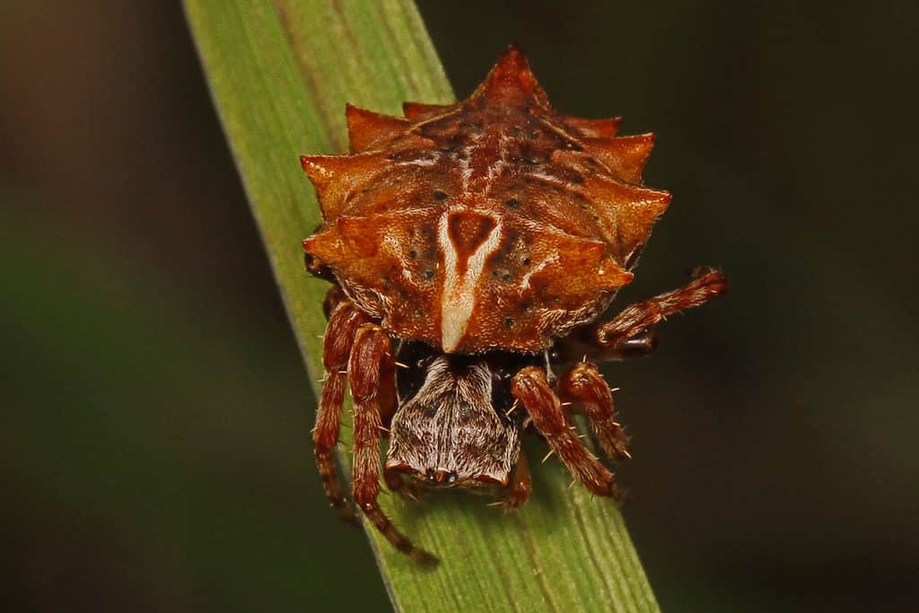 Orbweaver dal ventre stellato - Acanthepeira stellata
