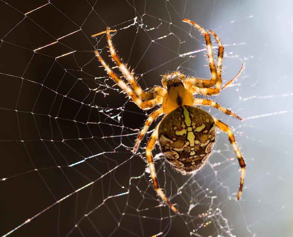 Ragno da giardino europeo (araneus diadematus)
