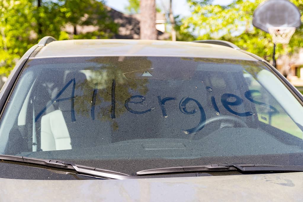 Stagione delle allergie