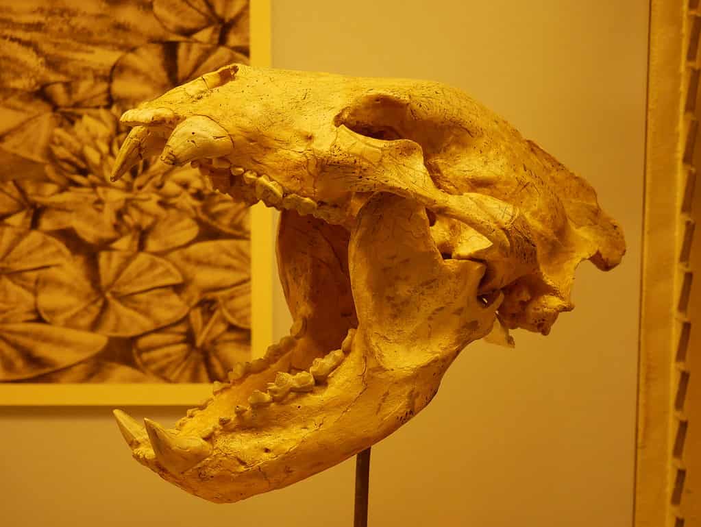 Ursavus tedforti