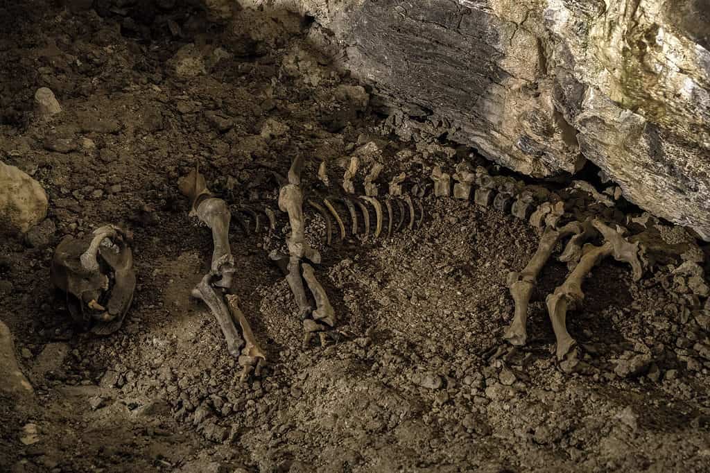 orso preistorico delle caverne