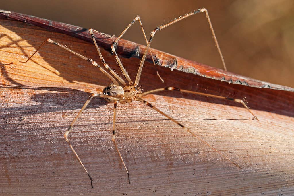 Ragno gigante papà longleg, Artema atlanta