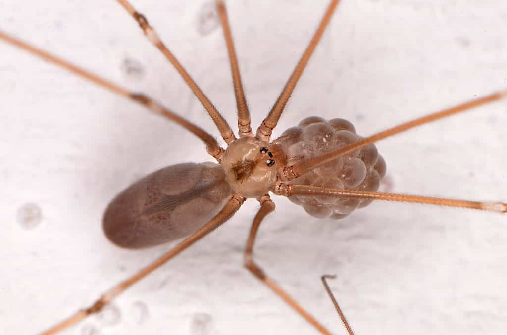 Ragno da cantina dal corpo lungo (Pholcus phalangioides)