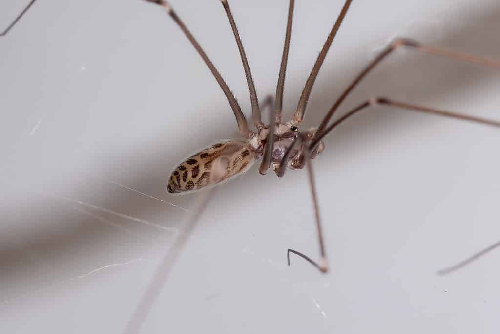 Papà pallido Gambalunga, Smeringopus pallidus