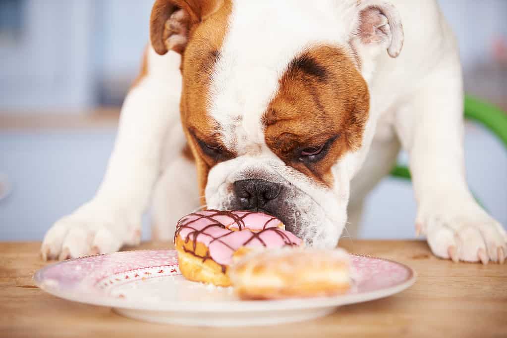 Bulldog che annusa un piatto di ciambelle