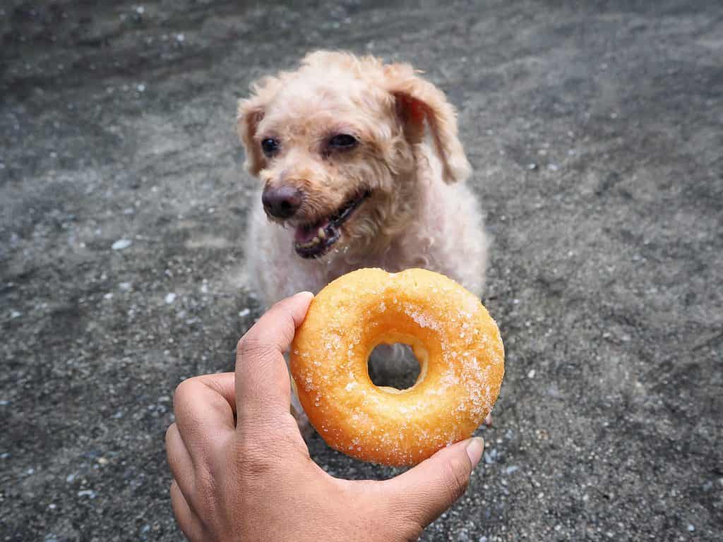 Al cane anziano viene mostrata una ciambella