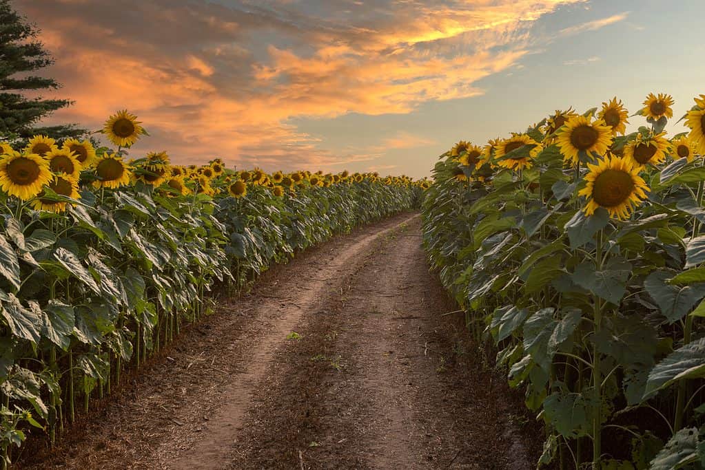 Campo Di Girasole