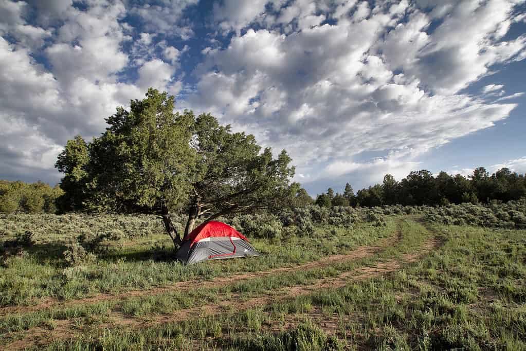 Foresta nazionale di Carson