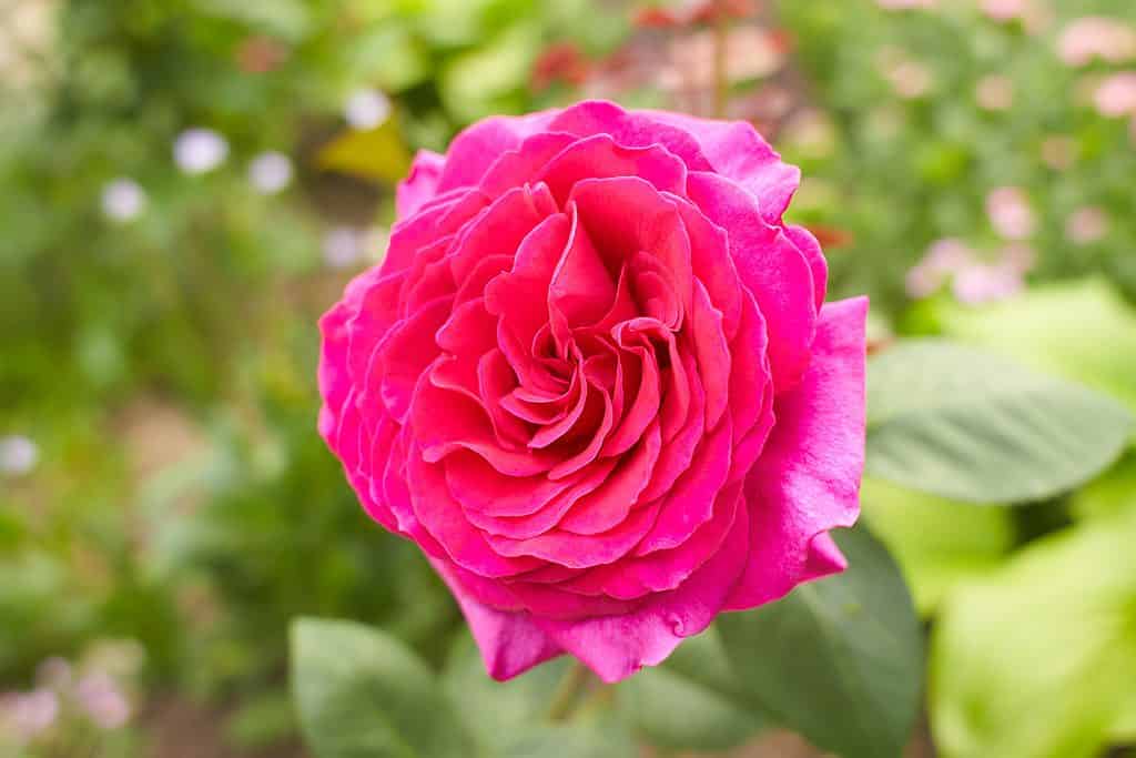 Le rose tea ibride hanno bisogno di sei ore di luce solare al giorno.