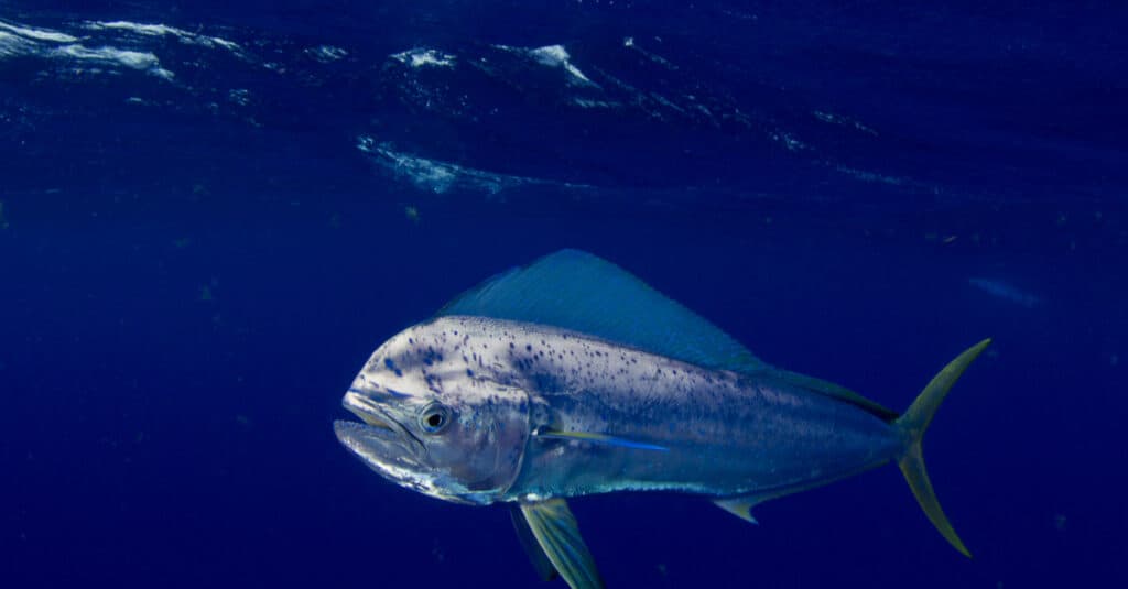 Un Mahi Mahi lampeggia d'argento in una certa luce