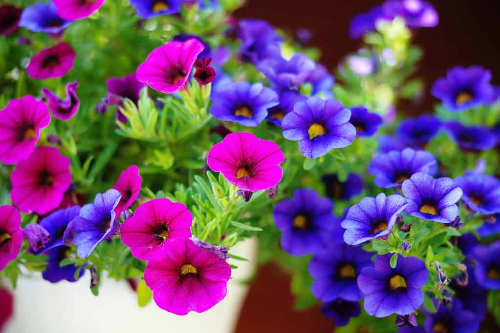 Fiori da piantare a marzo