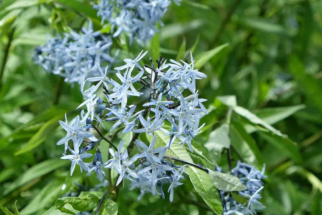 stella blu orientale