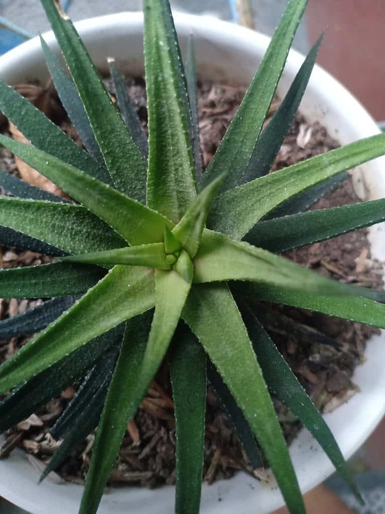 Haworthia attenuata v. glabrata