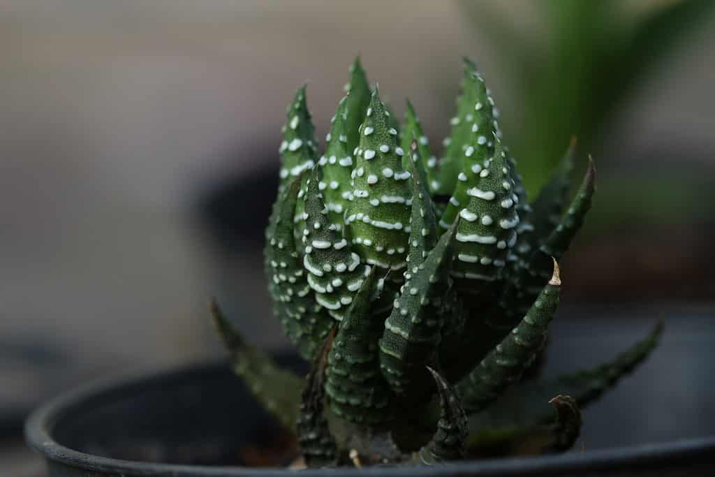 Haworthia reinwardtii