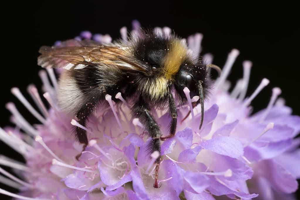Una macro del calabrone del cuculo della zingara su un fiore a forma di cupola rosa con i singoli stami.  L'ape è orizzontale nella foto con la testa rivolta verso destra frame la testa è nera ha il collare giallo il torace nero e l'addome a strisce bianche e nere con la coda chiaramente bianca.  L'ape è abbastanza pelosa.