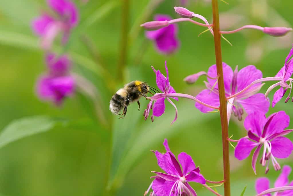 Macro di un calabrone cuculo zingaro che si libra sopra un fiore fucsia a cinque petali.  L'ape ha una testa nera con un collare giallo.  Il suo torace è principalmente nero e il suo addome è bianco con una fascia nera e una coda bianca.  L'ape è piuttosto pelosa tranne intorno alle zampe.  Su uno sfondo di verde fuori fuoco.