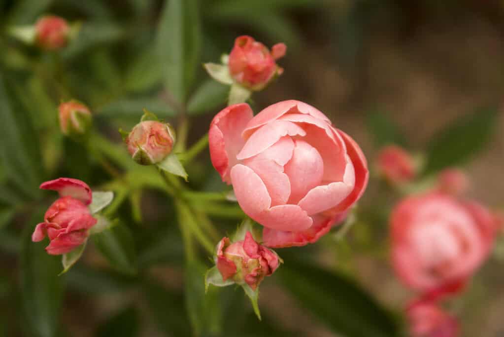 Foto macro orizzontale di corallo Knock Out Rose in piena fioritura accanto a rose sbiadite.