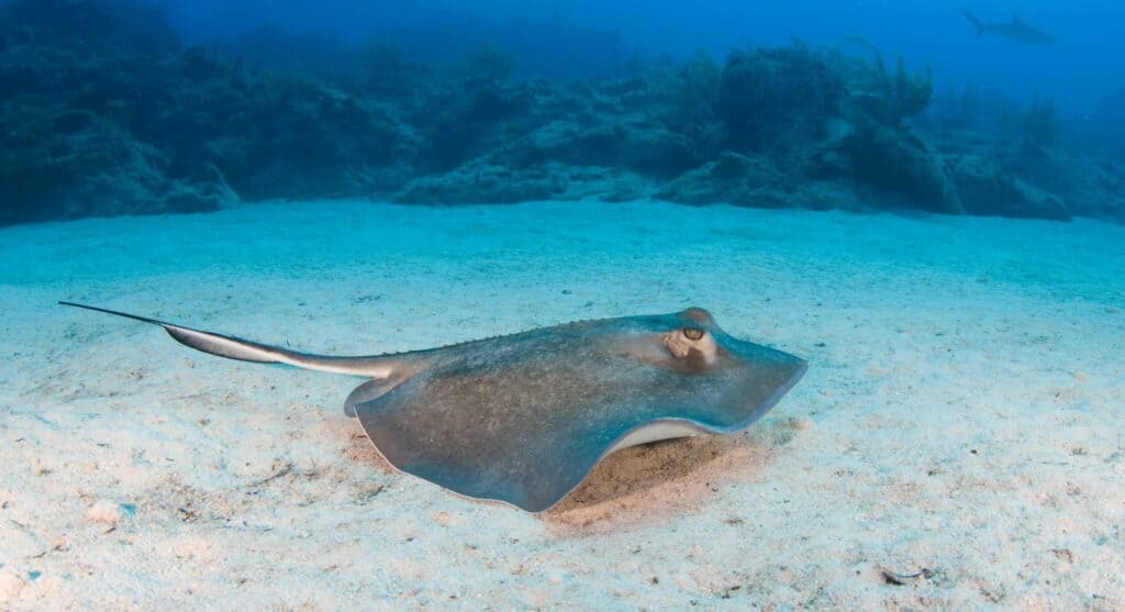 Pesce Skate sul fondo dell'oceano