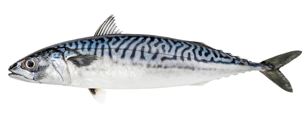 Sgombro Atlantico