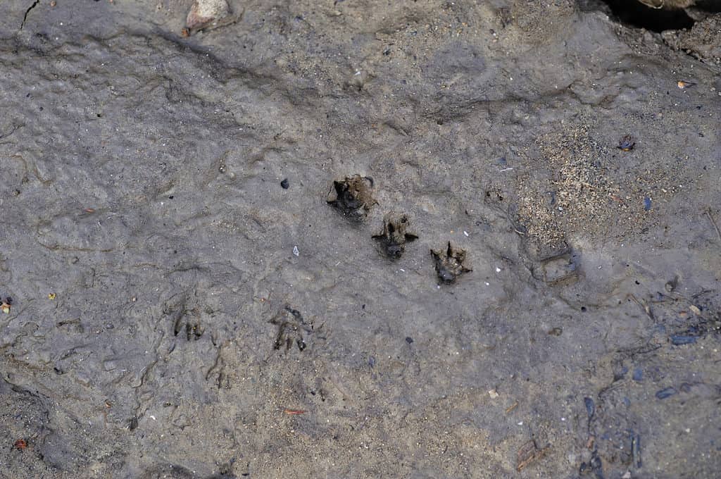 Piccole tracce di roditori nel fango