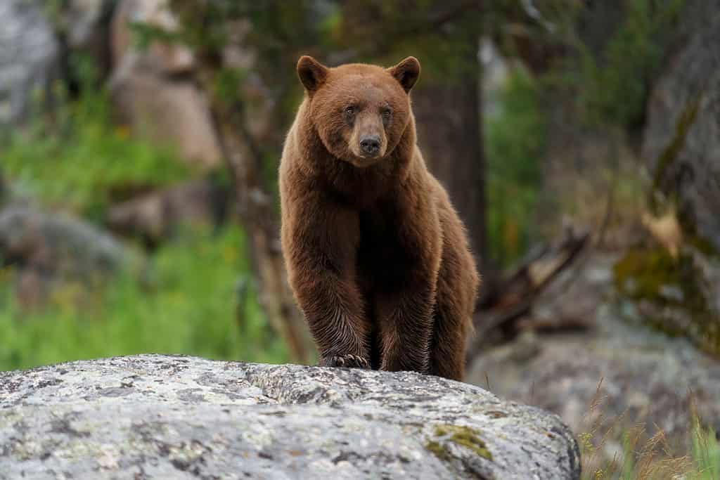 Orso nero alla cannella
