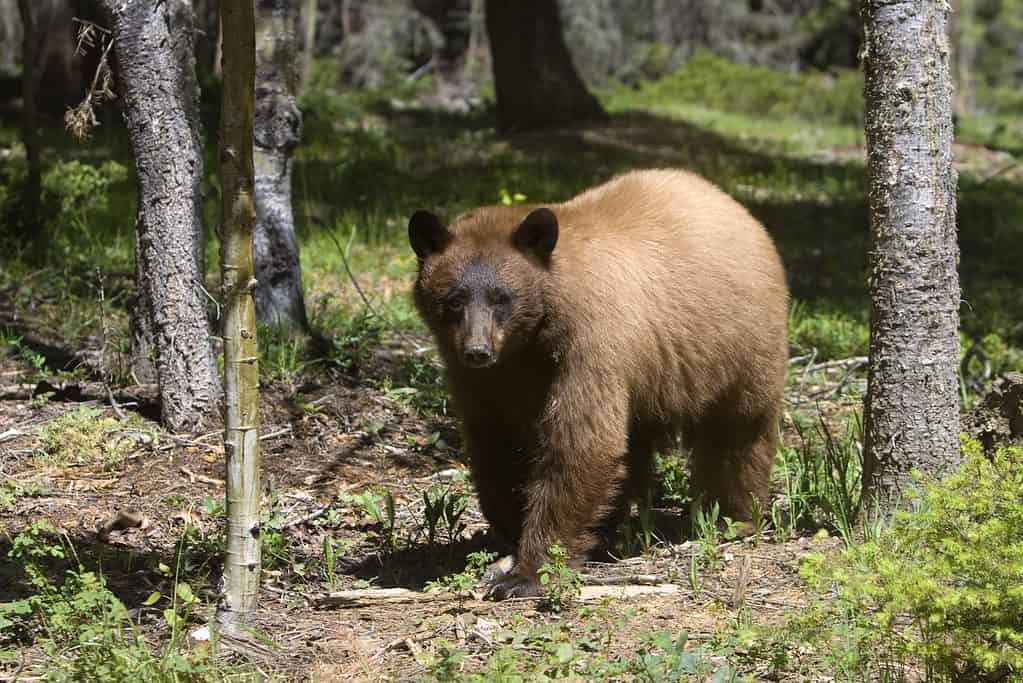 Un orso nero americano color cannella