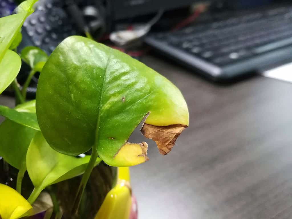 Foglia di pothos bruciata