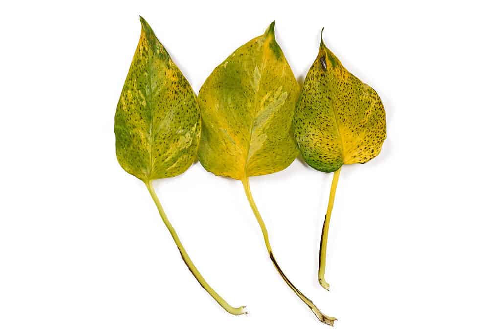 Foglie di pothos malate