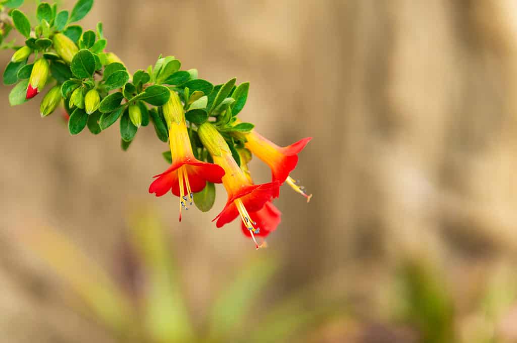 Cantua buxifolia