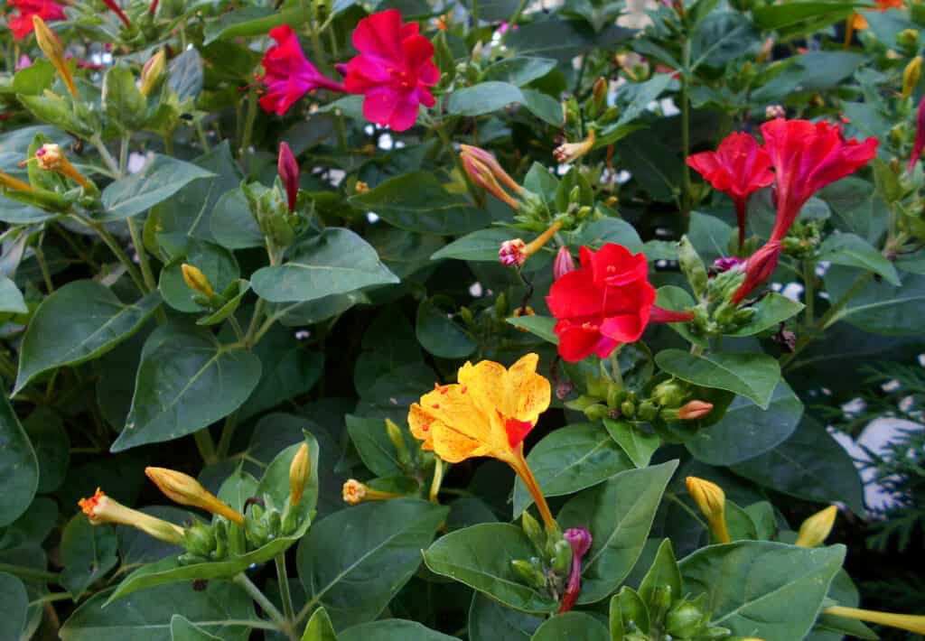 Mirabilis jalapa (Meraviglia del Perù, Fiore delle quattro)