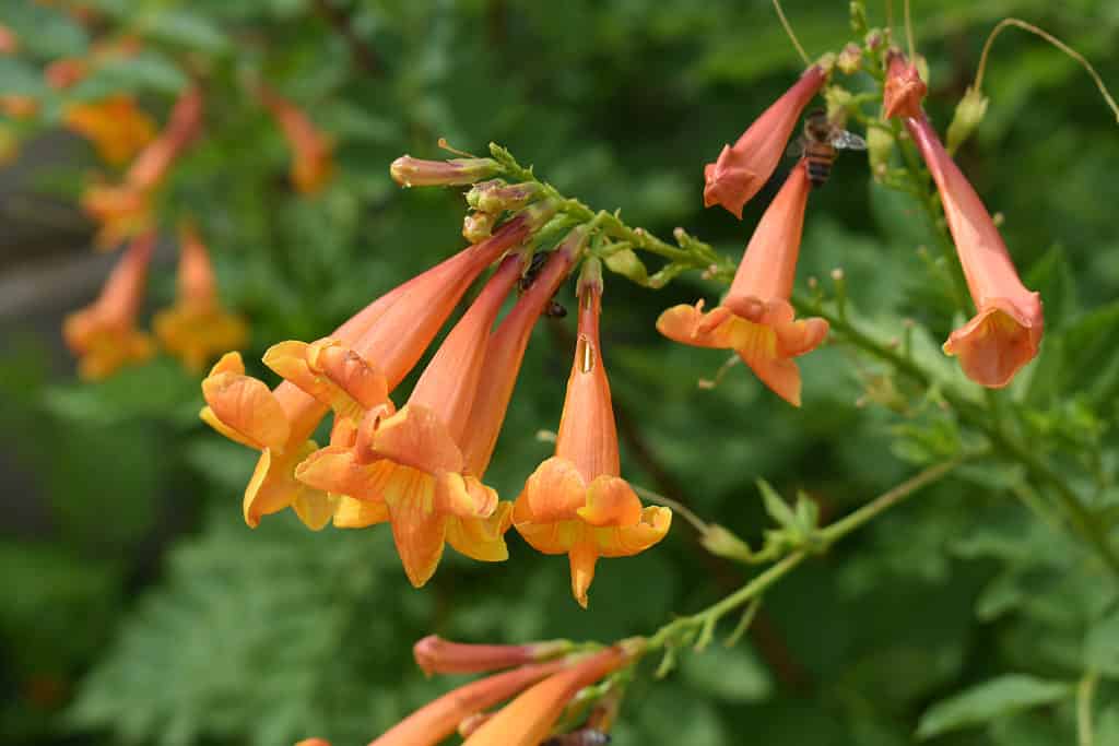 Cantua buxifolia