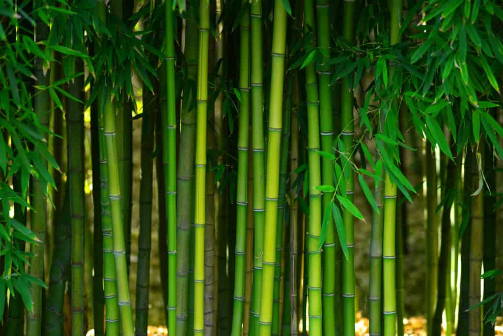 foresta di bamboo