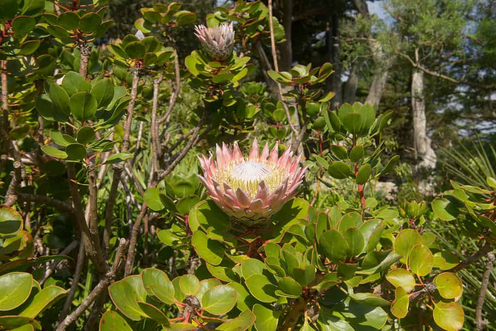 re protea