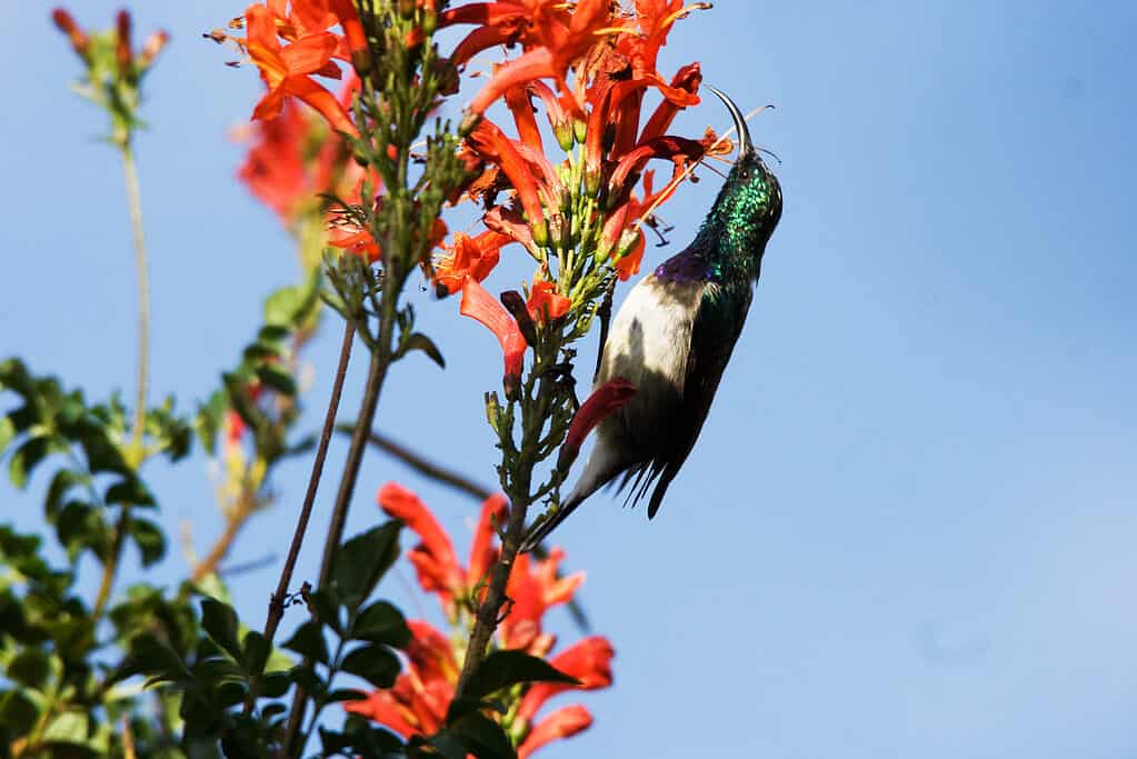 Sunbird dal ventre bianco (Cinnyris talatala) su Capo Caprifoglio (Tecoma capensis)