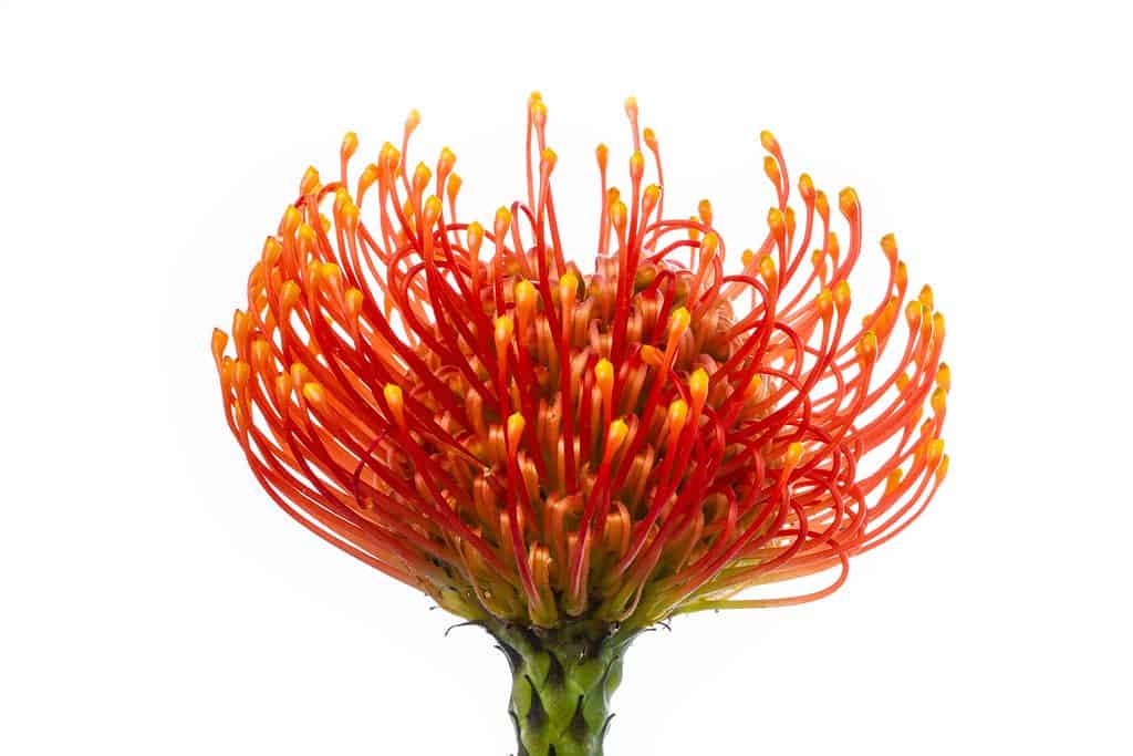 Protea a puntaspilli