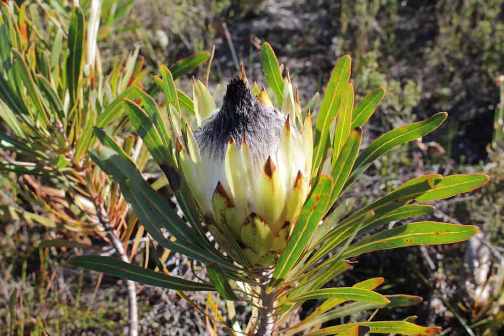 Protea longifolia
