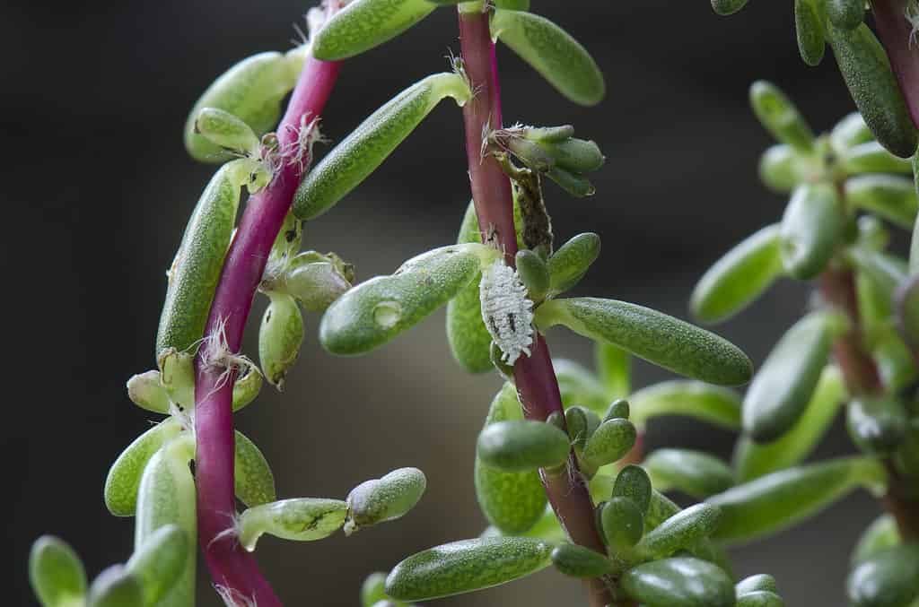 Pianta succulenta infestata da cocciniglie.