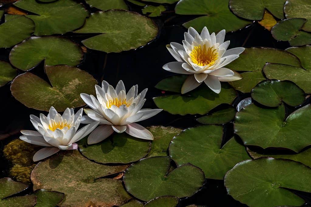 Il loto egiziano ha un sorprendente colore bianco brillante con stami gialli