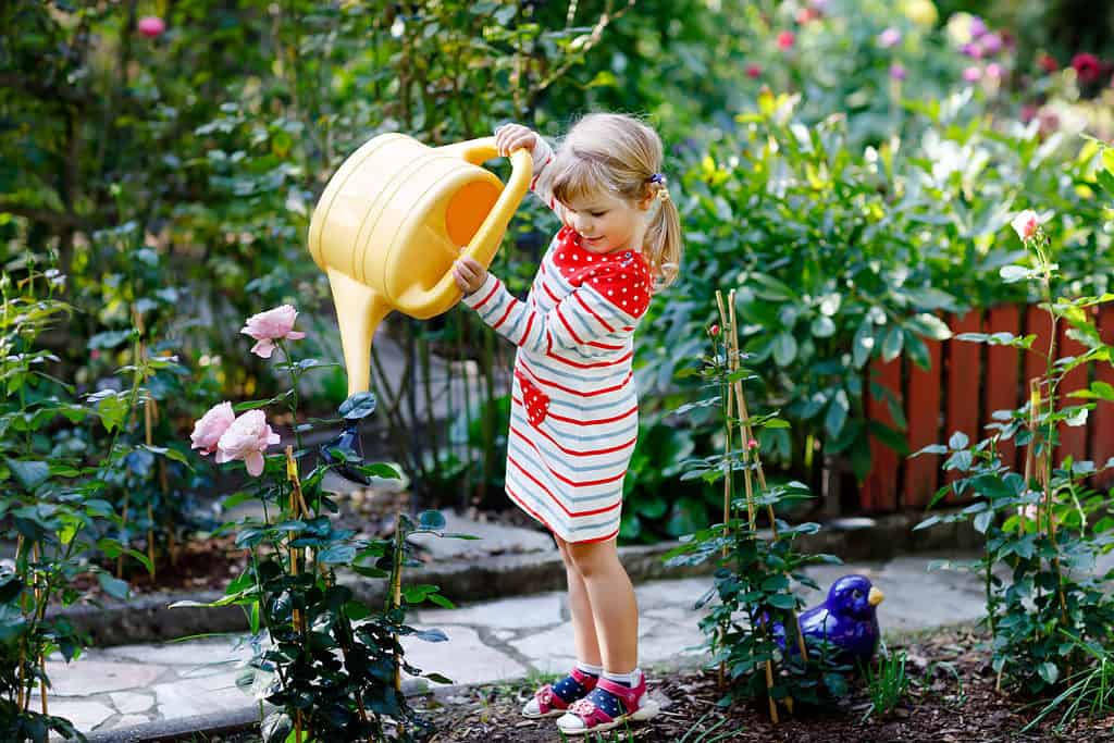 Bella piccola ragazza del bambino in vestito variopinto rosso che innaffia i fiori sboccianti delle rose con la latta di acqua dei bambini.  Bambino felice che aiuta nel giardino di famiglia, all'aperto in una calda giornata soleggiata e luminosa